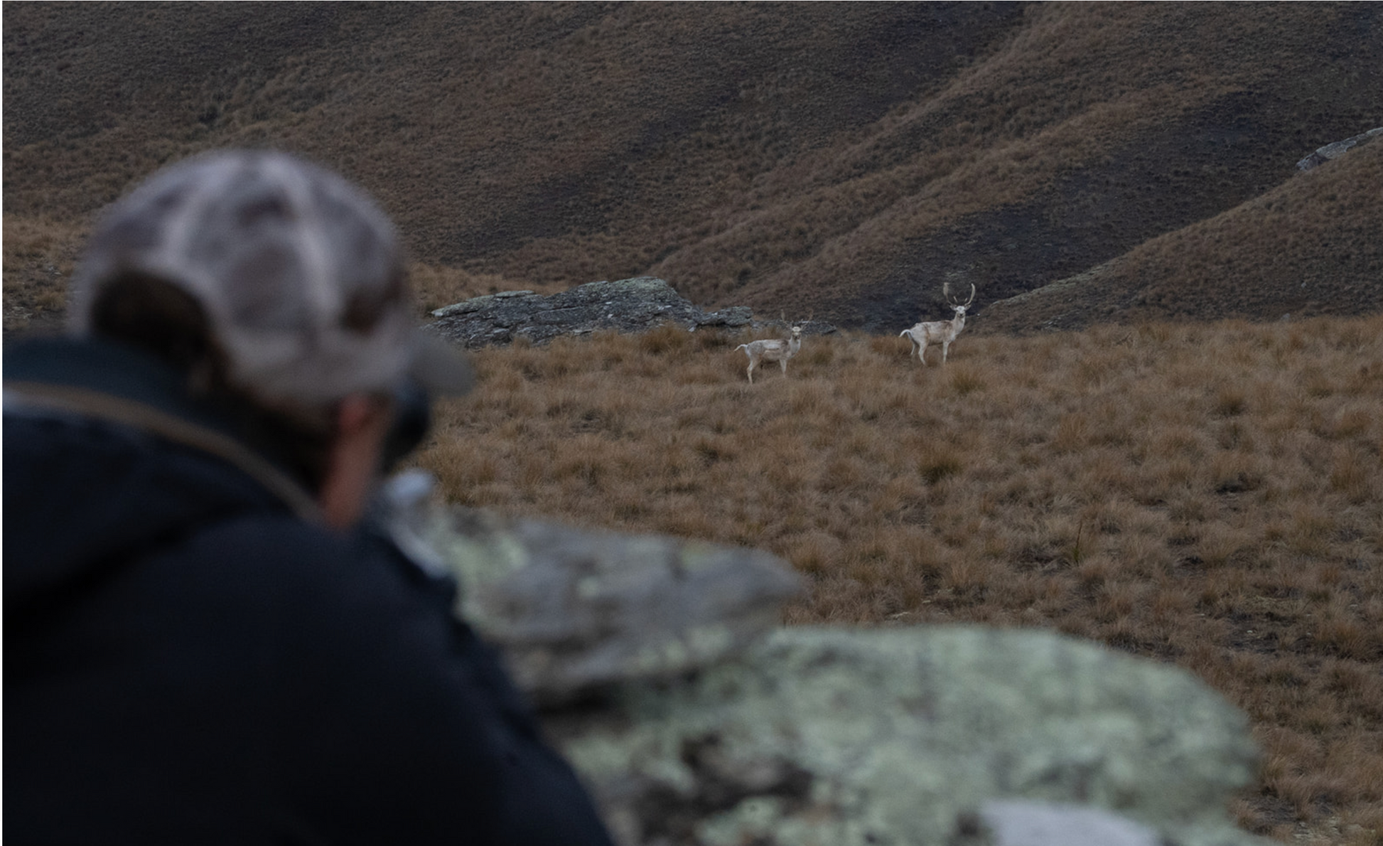 Person in camouflage gear observing two wolves in a mountainous landscape